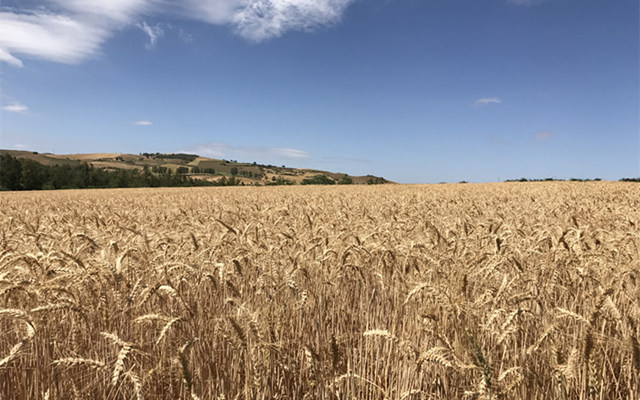 静静的云，金灿灿的麦，突然的彩虹。