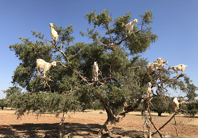这摩洛哥的羊，还真能上树啊