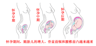 正常腰椎VS产后腰椎