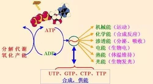 注氧激活